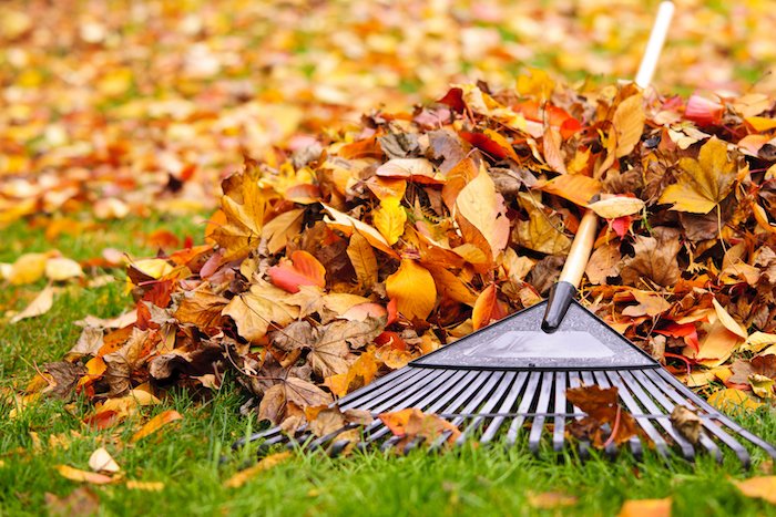 fall lawn care raking up leaves
