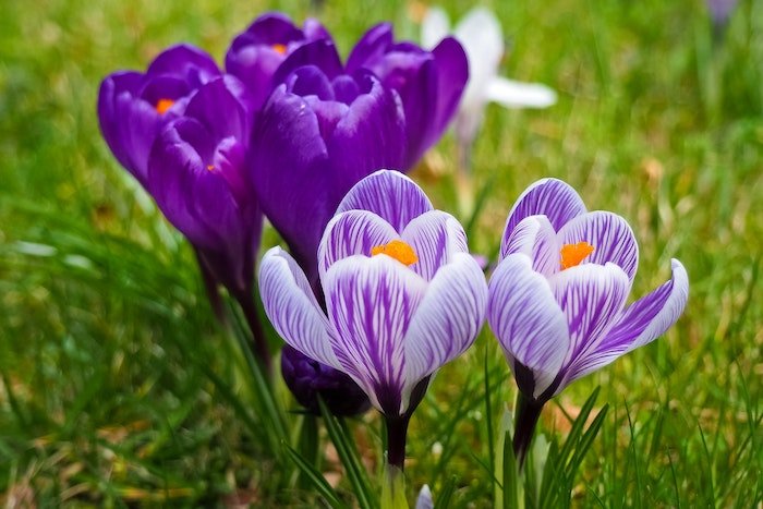 spring flowers and rain